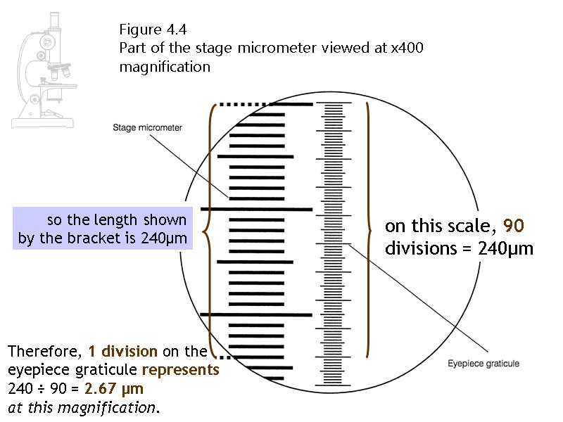 remember that each  division here is 10μm Figure 4.4 Part of the stage